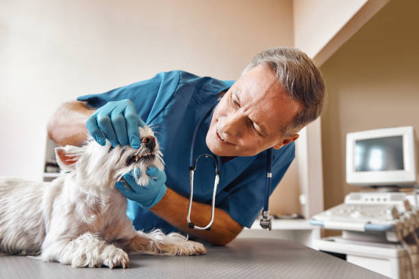  Glendive, MT Emergency Dentist Pros